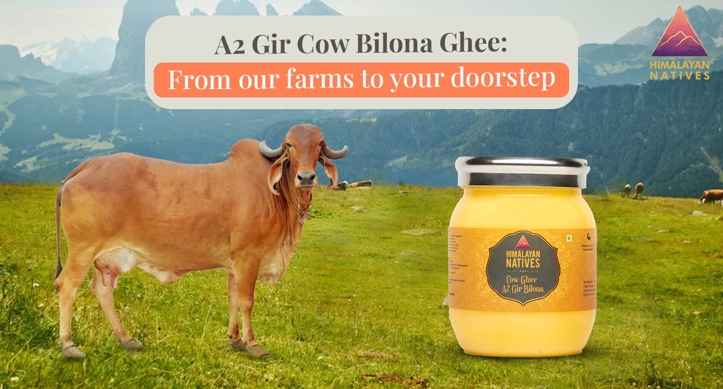 A2 Gir Cow Bilona Ghee: From our Farms to your Doorstep