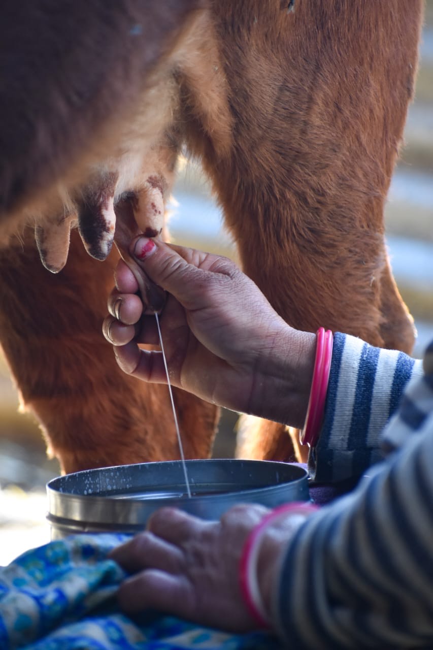 Milk Extraction